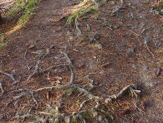 Wet roots, wet grass, thin snow cover - A really challenging walking surface 