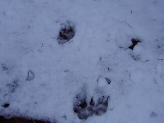 No, there are no wolves in this region - think it was a big dog only leaving these footprints