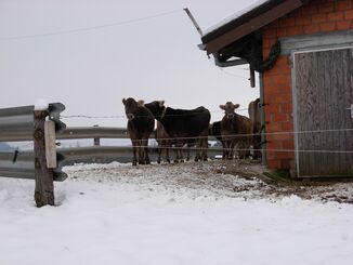 Auch wenn es saukalt ist, geniessen die Kühe ihren Aussenhof